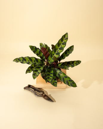 A potted Calathea Lancifolia 'Rattlesnake' plant with wavy, green leaves patterned with bronze markings, placed on a beige surface with a pair of pruning shears beside it.