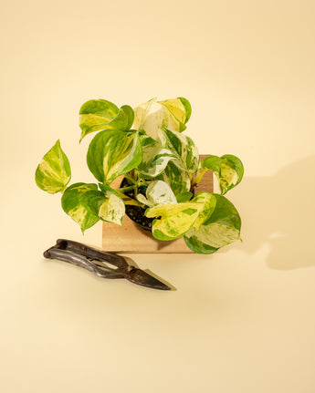A potted Epipremnum Aureum 'Manjula Compacta' plant with green and cream variegated leaves, placed on a surface with a pair of shears beside it.
