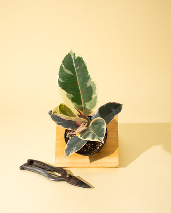 A 4-inch Ficus 'Tineke' plant with variegated cream and green leaves, presented in a small pot on a neutral background, with pruning shears beside it.