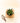 Green succulent plant on a light beige background with a pair of pruning shears.