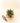 Green succulent plant on a wooden block with pruning shears on a light background