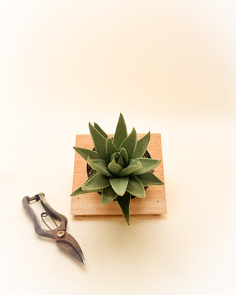 Green succulent plant on a wooden block with pruning shears on a light background