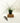 4" Juncus 'Spiralis Twister' (Corkscrew Plant)