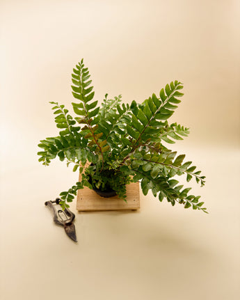 Fern plant in a pot on a beige background