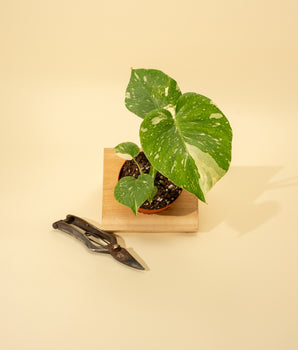 A Monstera 'Thai Constellation' plant with large leaves splashed with creamy white variegation, placed on a wooden surface with a pair of shears to the side.