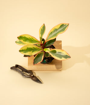 4" Peperomia 'Ginny'