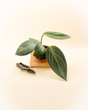Potted plant on a wooden block with a pair of shears on a light background