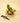 A variegated Philodendron Green Congo 'Copper Flame' plant with large, paddle-shaped leaves, placed in a pot on a wooden surface, with a pair of pruning shears beside it.