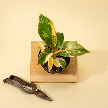 A variegated Philodendron Green Congo 'Copper Flame' plant with large, paddle-shaped leaves, placed in a pot on a wooden surface, with a pair of pruning shears beside it.