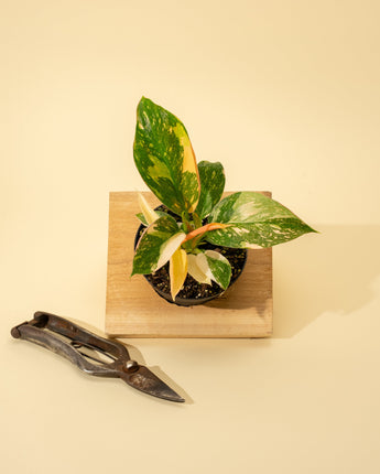 A variegated Philodendron Green Congo 'Copper Flame' plant with large, paddle-shaped leaves, placed in a pot on a wooden surface, with a pair of pruning shears beside it.
