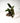 4" Philodendron 'Florida Bronze'