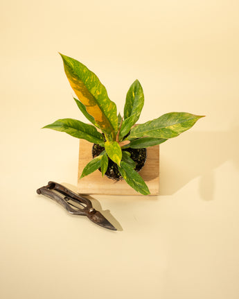 A potted Philodendron 'Ring of Fire' with long, variegated leaves displaying green, cream, orange, and pink colors, placed on a beige surface with a pair of shears to the side.