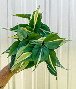 Green and yellow leafed philodendron with stripes of creamy silver splashes held in a pot against a metal background