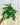 Green and yellow leafed philodendron with stripes of creamy silver splashes held in a pot against a metal background