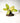 4" Philodendron 'Snowdrift'