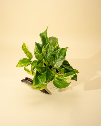 A variegated pothos plant with creamy white and green marbled leaves in a 4-inch pot, placed against a beige background.