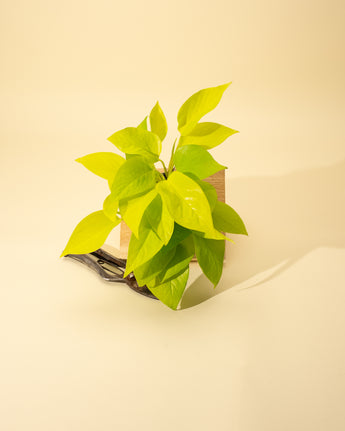 A vibrant Pothos 'Neon' plant with bold, chartreuse leaves in a 4-inch pot placed against a neutral background.