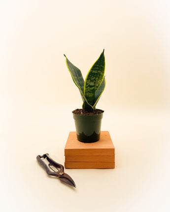 Potted snake plant on a wooden block with pruning shears on a light background