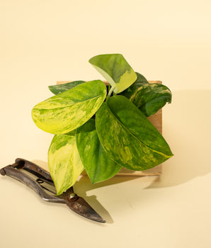 4" Variegated Scindapsus 'Jade Satin'