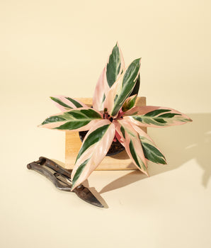 4" Stromanthe 'Trio Star'