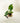 Potted variegated alocasia on a wooden stand with shears next to it on a light background