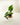 Potted variegated alocasia on a wooden stand with shears next to it on a light background