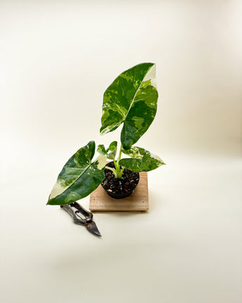 Potted variegated alocasia on a wooden stand with shears next to it on a light background