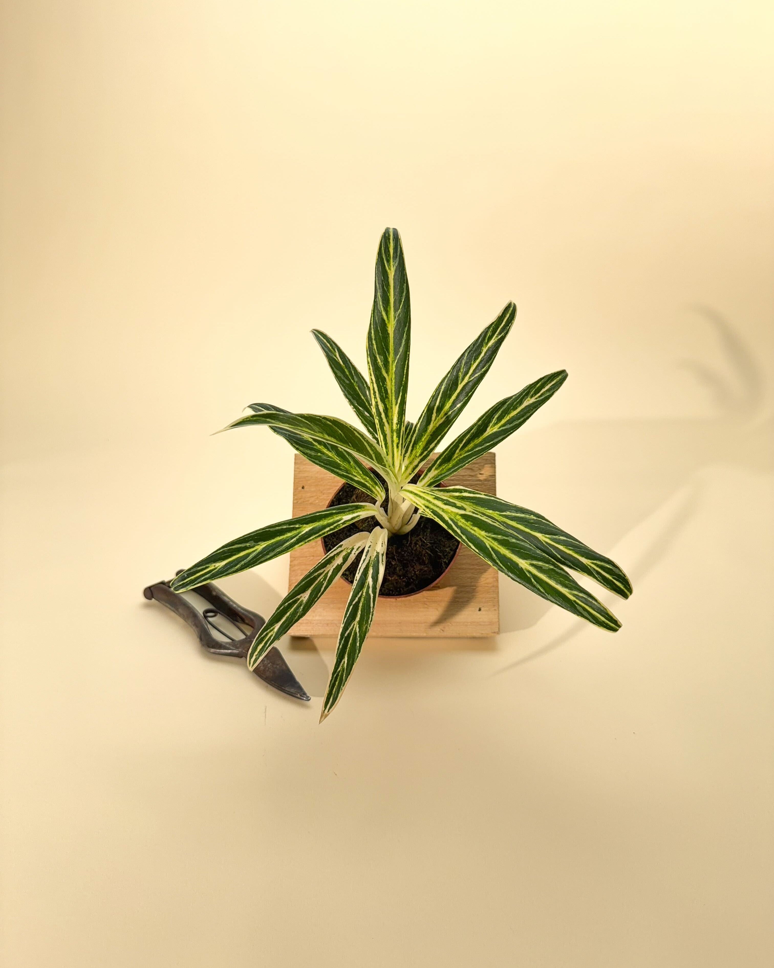 aglaonema bamboo 4" Aglaonema 'Bamboo'