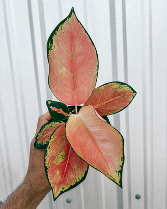 A hand holding a 4-inch Aglaonema 'China Red' plant with vibrant red and green foliage against a metal background.