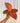 A person holding a 4-inch Aglaonema 'Red King' plant with bold red and green foliage against a metal background.
