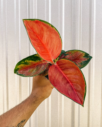 A person holding a 4-inch Aglaonema 'Red King' plant with bold red and green foliage against a metal background.