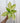 A potted Aglaonema 'Sundrop' plant with green leaves variegated with golden-yellow, held against a metal background.