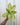 A potted Aglaonema 'Sundrop' plant with green leaves variegated with golden-yellow, held against a metal background.