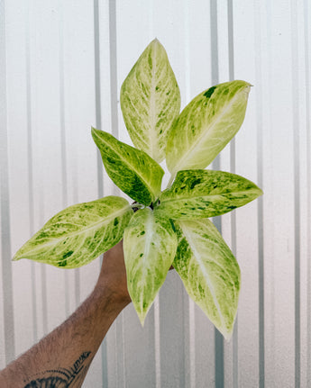 A potted Aglaonema 'Sundrop' plant with green leaves variegated with golden-yellow, held against a metal background.