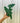 A hand holding a 4-inch Alocasia 'Jacklyn' plant with lush, serrated green leaves against a metal background.