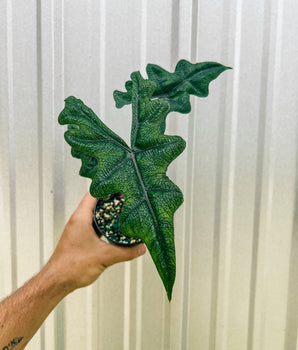 A hand holding a 4-inch Alocasia 'Jacklyn' plant with lush, serrated green leaves against a metal background.