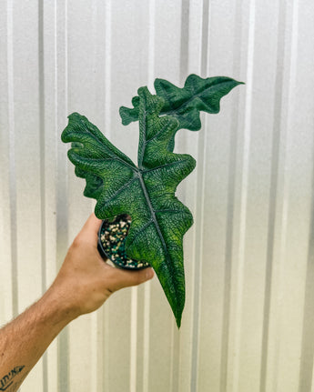 A hand holding a 4-inch Alocasia 'Jacklyn' plant with lush, serrated green leaves against a metal background.