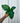 A person holding a 4-inch Alocasia 'Low Rider' houseplant with wide, flat green leaves.