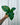 A person holding a 4-inch Alocasia 'Low Rider' houseplant with wide, flat green leaves.