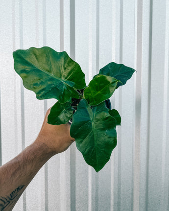 A person holding a 4-inch Alocasia 'Low Rider' houseplant with wide, flat green leaves.
