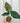 A hand holding a potted Alocasia 'Mayan Mask' plant with large, arrow-shaped, deep green leaves with prominent white veining.