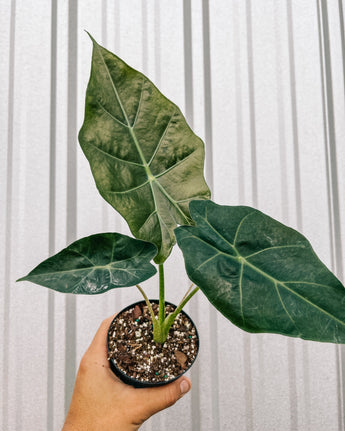 A hand holding a potted Alocasia 'Mayan Mask' plant with large, arrow-shaped, deep green leaves with prominent white veining.