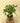 4" Hydnophytum Papuanum 'Ant Plant'