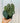 A hand holding a potted Anthurium 'Ace of Spades F2' with dark green leaves with silver veining.