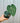 A hand holding a potted Anthurium 'Clarinervium' plant with heart-shaped leaves and prominent white veins against a metal background.