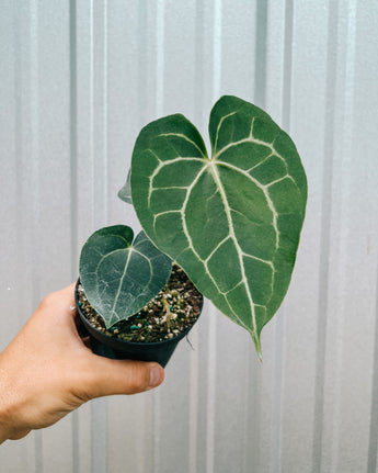 A hand holding a potted Anthurium 'Clarinervium' plant with heart-shaped leaves and prominent white veins against a metal background.