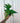 A hand holding a potted Anthurium 'Fingers' plant with long, green, finger-like leaves against a metal background.
