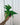 A hand holding a potted Anthurium 'Fingers' plant with long, green, finger-like leaves against a metal background.