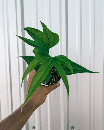 A hand holding a potted Anthurium 'Fingers' plant with long, green, finger-like leaves against a metal background.