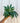 A person holding a potted Anthurium 'Polyschistum' plant against a metal background